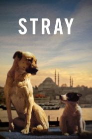 Stray (2020)